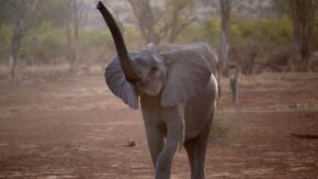Young elephant with trunk in the air at De Beers owned Venetia Limpopo Nature Reserve credit De Beers 1280 USED 281123