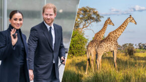Prince Harry Meghan Markle Botswana image
