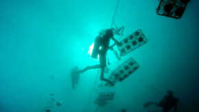 Diving for pearls in the Philippines image