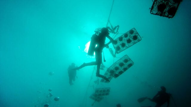 Diving for pearls in the Philippines image