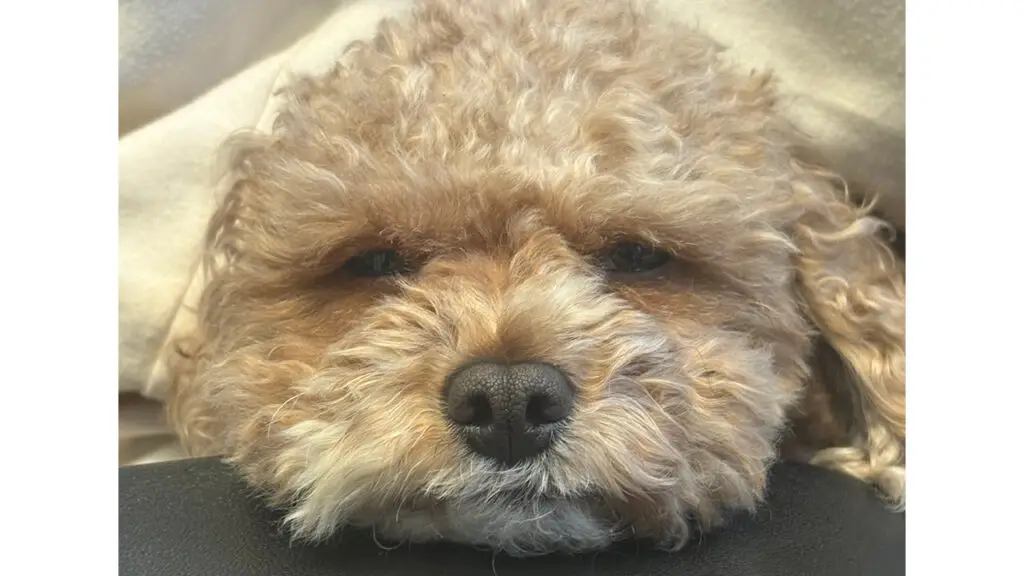 Beau, Doresca’s popular pup image