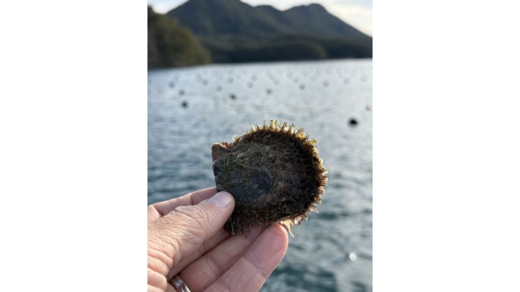 A single akoya pearl oyster shell from Japan image
