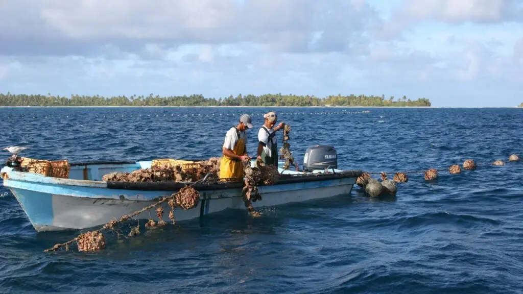 Two men in a boat at a Tahitian pearl farm image