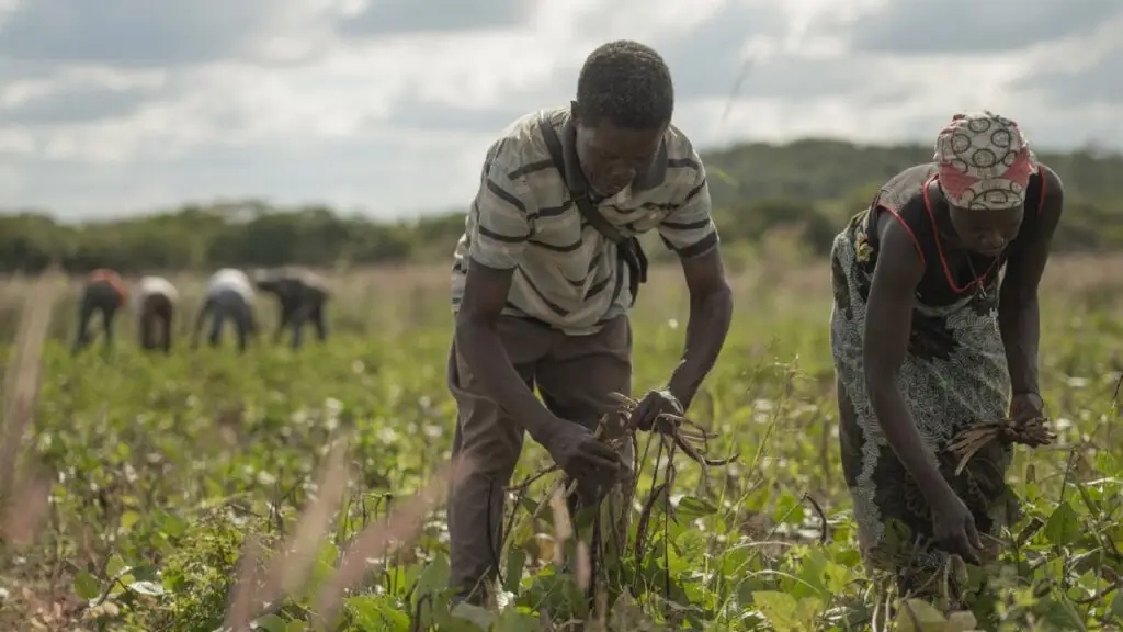A Gemfields-supported farming cooperative in Mozambique image